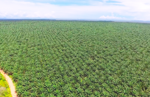 Panamá certifica una finca productora de palma aceitera sostenible