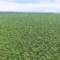 Panamá certifica una finca productora de palma aceitera sostenible